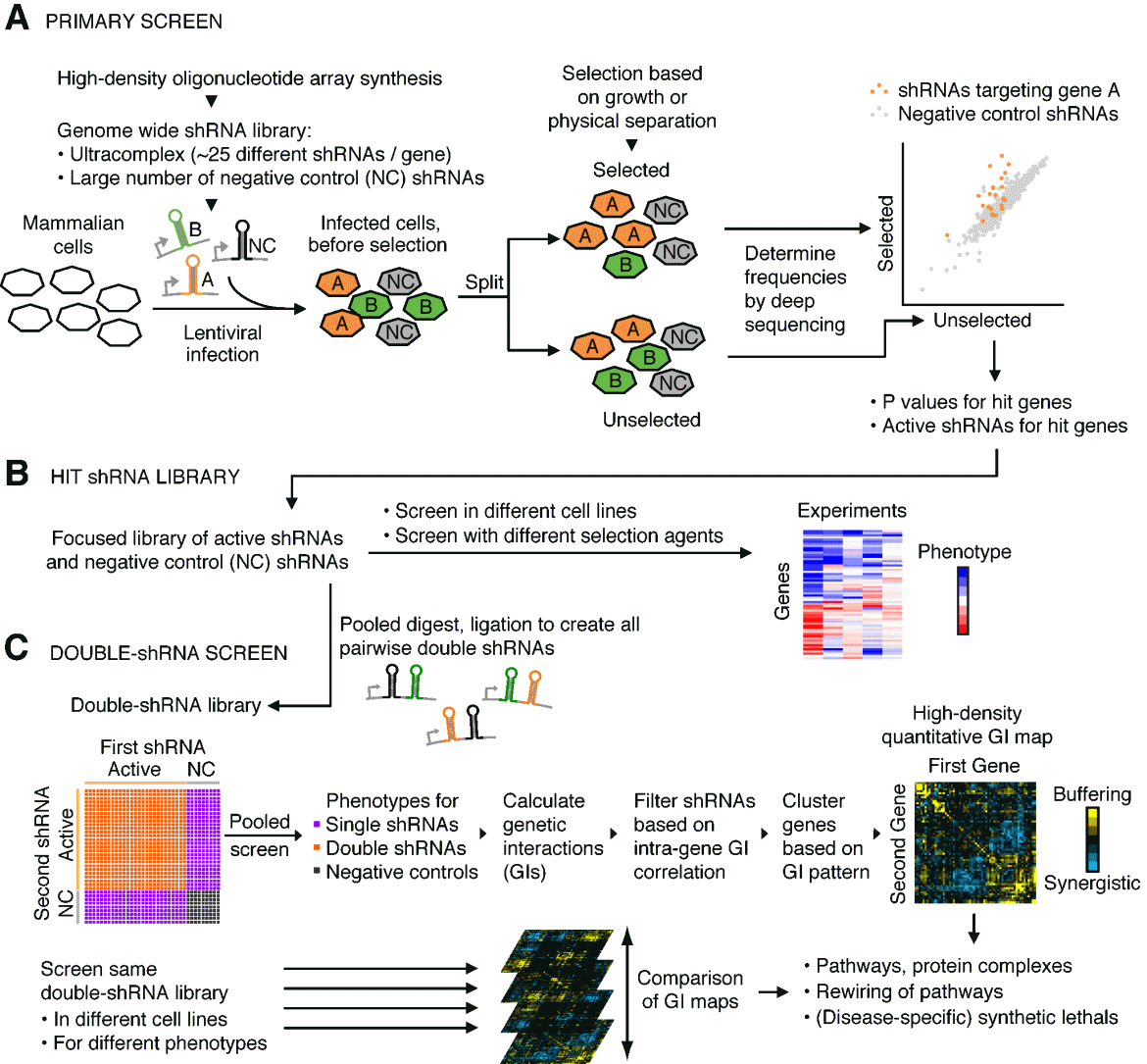 Functional Genomics Platform | Kampmann Lab