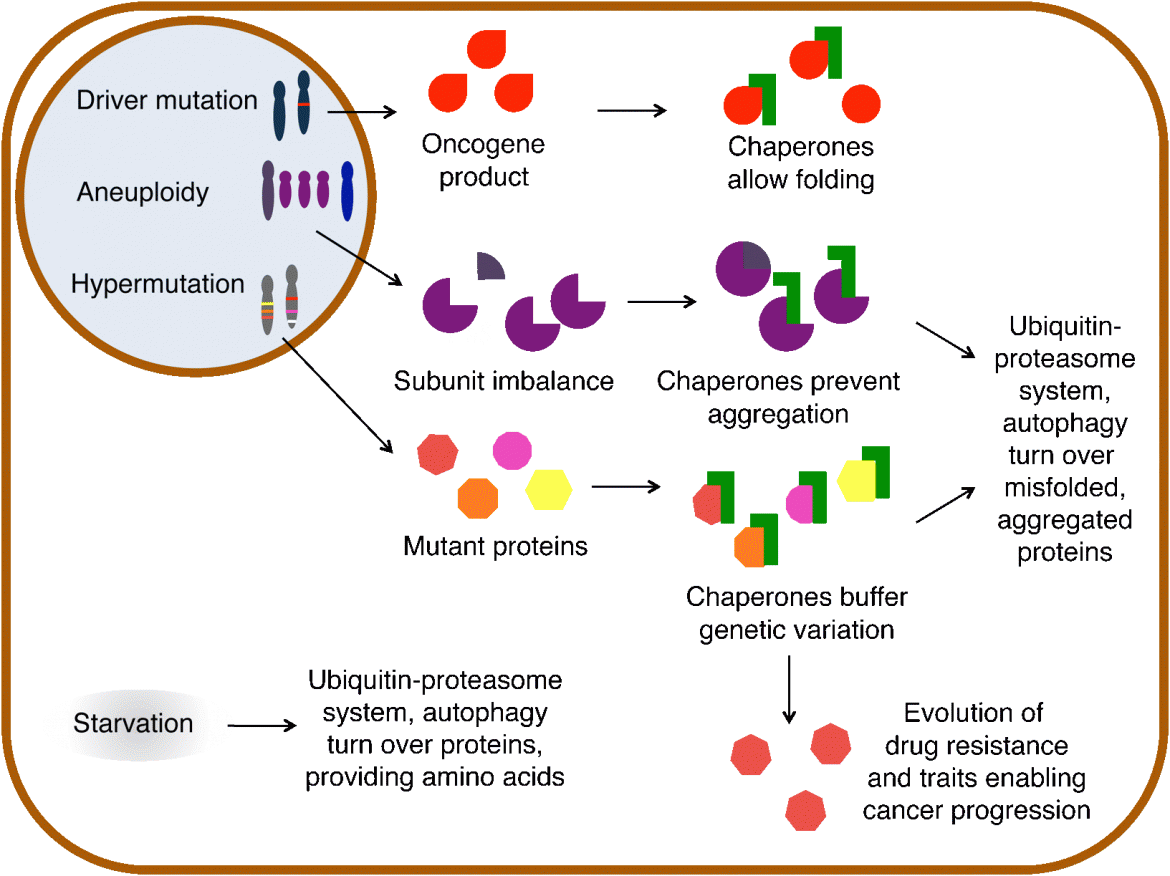 Proteostasis and Cancer
