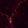 Neurons Kampmann Lab