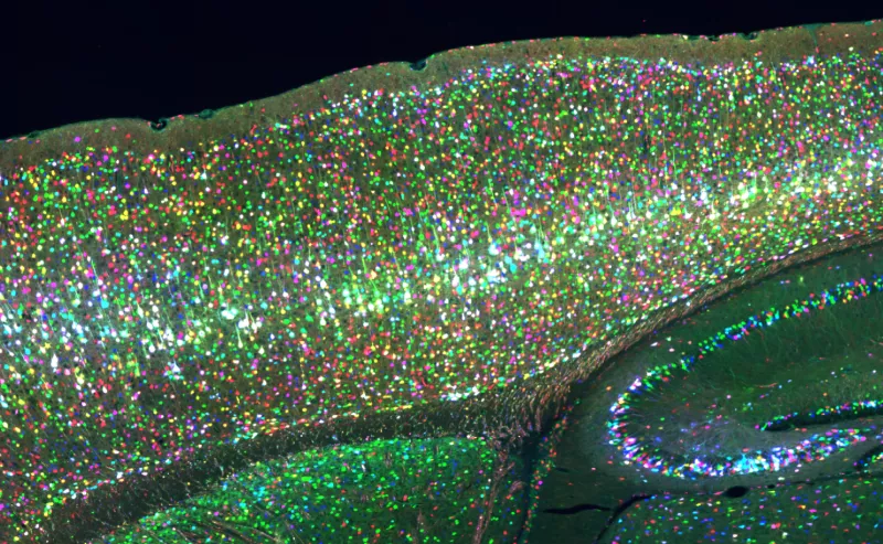 Mouse CRISPR screen, Kampmann lab