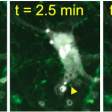 Synaptic pruning, Kampmann lab