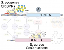 Kampmann CRISPRa CRISPRn genetic interaction map