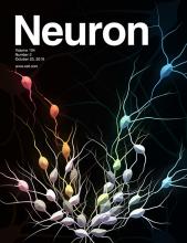 Kampmann Lab Neuron