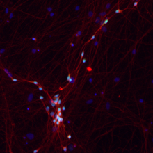 Neurons Kampmann Lab