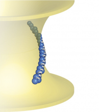 Alpha-synuclein toxic conformation