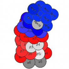 Proteasome myeloma