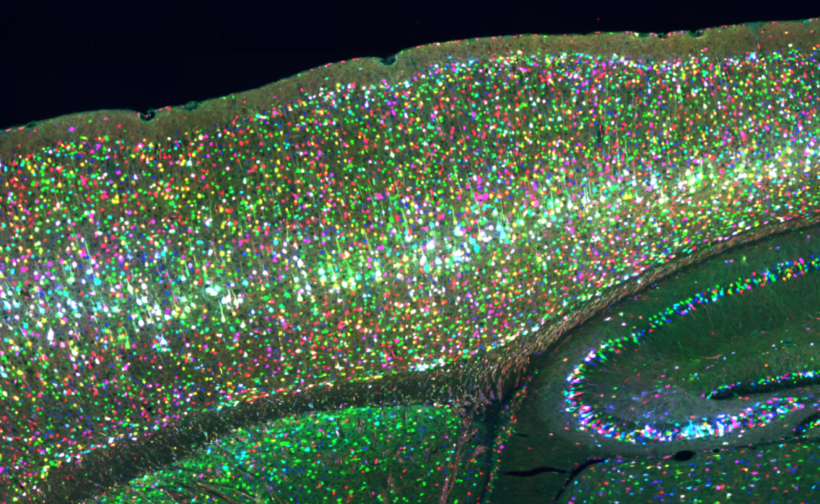 Mouse CRISPR screen, Kampmann lab