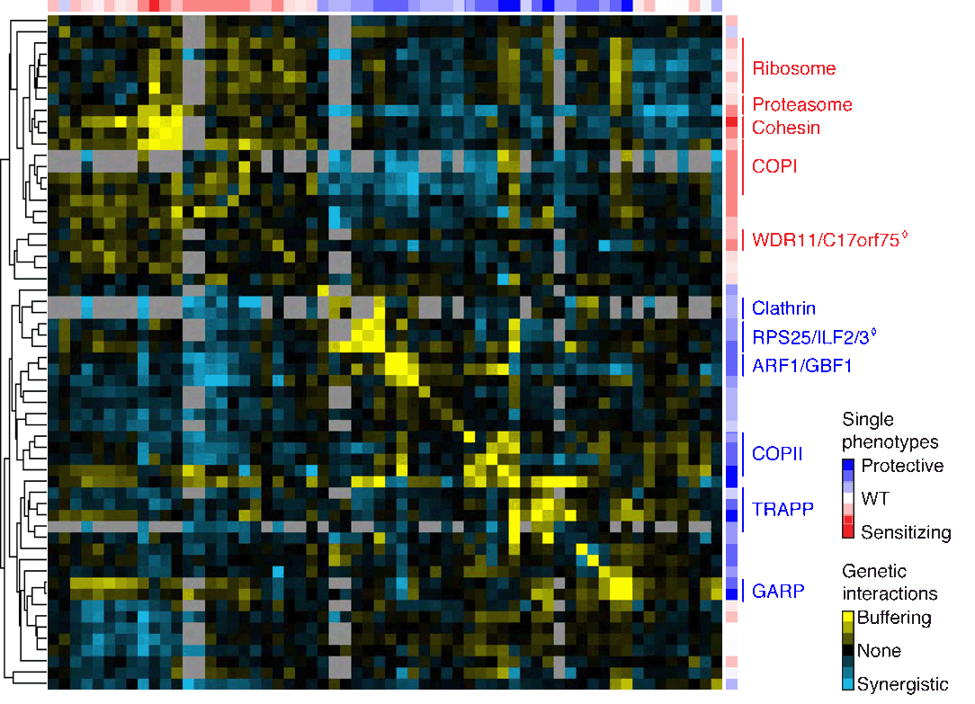 Genetic Interaction Map