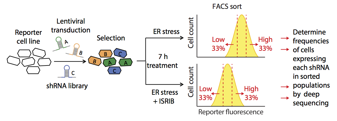 Functional Genomics identify ISRIB target