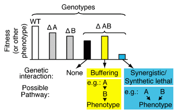 Genetic Interactions