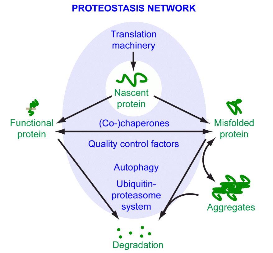 Proteostasis Network