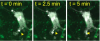 Synaptic pruning, Kampmann lab